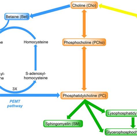 Metabolism of choline and its metabolites. The compounds shown in boxes ...