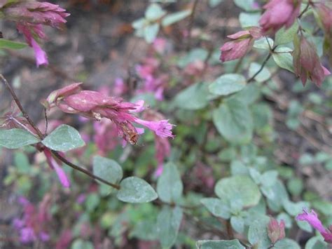 PlantFiles Pictures: Marjoram, Ornamental Oregano, Showy Oregano ...