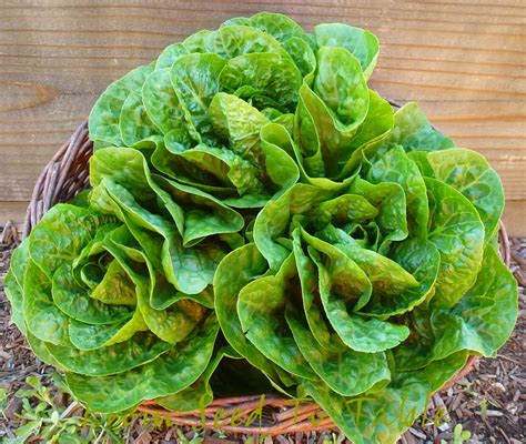 From Seed To Table: Variety Spotlight - Sweetie Baby Romaine Lettuce