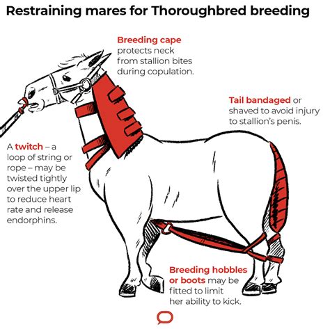 Breeding Thoroughbreds is far from natural - Horses and People