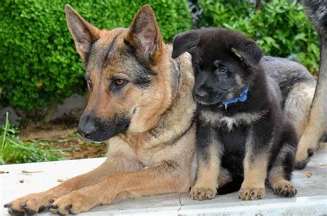 German Shepherd Adoption Pa