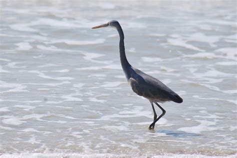 Goa Beach Bird Free Stock Photo - Public Domain Pictures