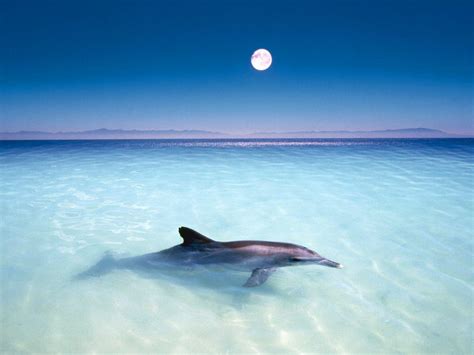 Free Dolphin Desktop Wallpapers - Wallpaper Cave