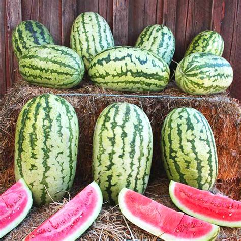 Klondike Striped Blue Ribbon Watermelon - 1 OZ ~225 Seeds - Heirloom ...