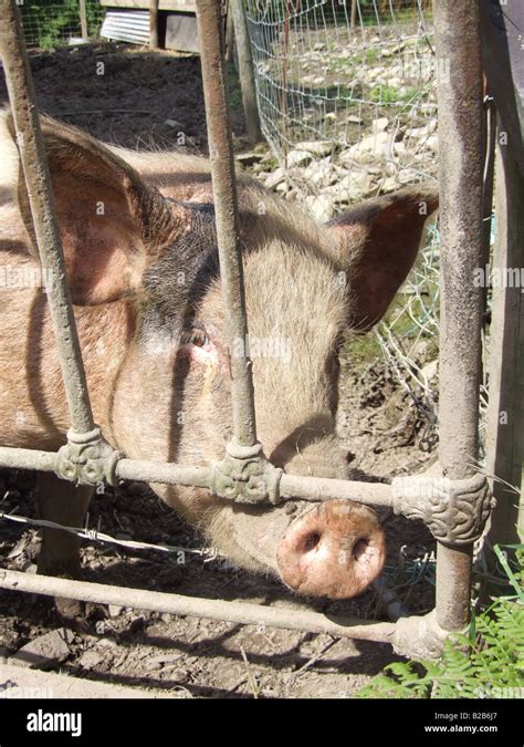 one pig in muddy field on farm in countryside Stock Photo - Alamy