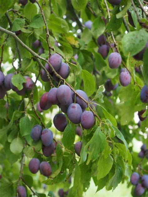 The Best Fruit Trees for Colorado in 2021 | Japanese plum tree, Types ...