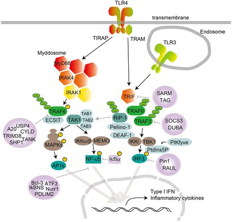 Frontiers | Toll-Like Receptor Signaling Pathways | Immunology