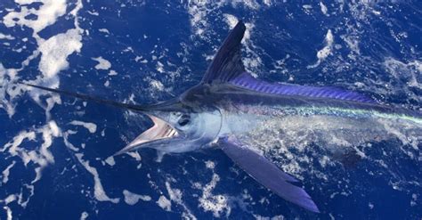 Discover the Largest Marlin Ever Caught - Wiki Point