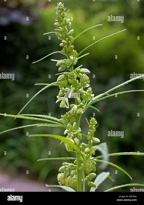 Indian hemp, marijuana, mary jane (Cannabis sativa), inflorescence of ...