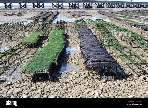 Japanese oyster or Pacific oyster (Crassostrea gigas or Magallana gigas). Farming oysters on ...