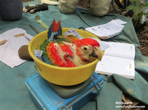 Wonderfulworld: When It’s Macaw Breeding Season, Researchers Get To Action