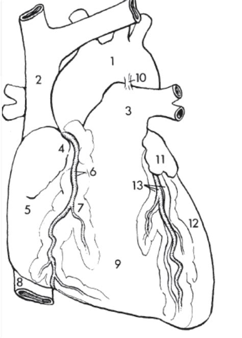 Coronary Vessels - Overview of Anterior Heart Diagram | Quizlet