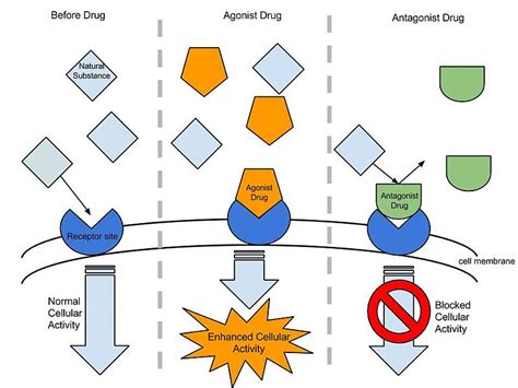 Difference Between Inverse Agonist and Antagonist | Compare the Difference Between Similar Terms