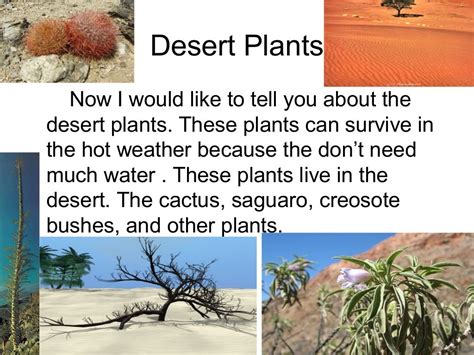 Desert ecosystem ap