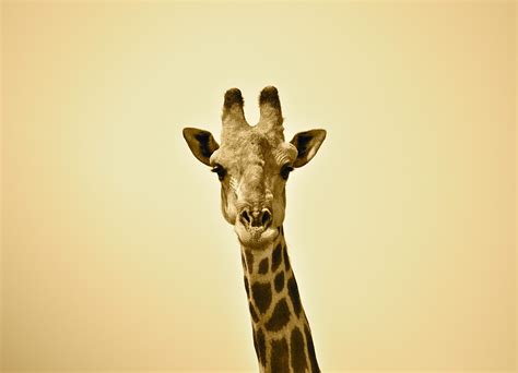 Giraffe, Zambia | Giraffe, Animals, Zambia