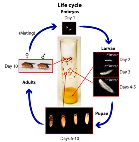 Drosophila: General Information and Methods for Experiments - Conduct ...