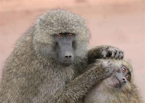 File:Grooming monkeys PLW edit.jpg - Wikipedia