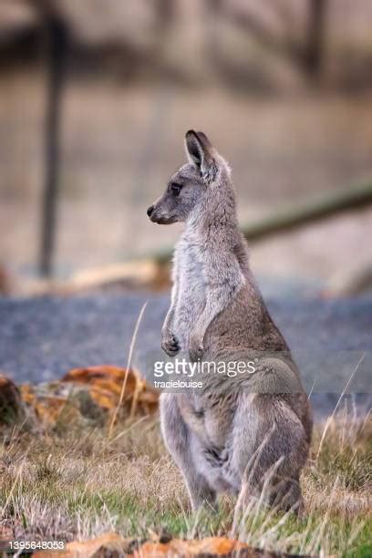 681 Cute Baby Kangaroo Stock Photos, High-Res Pictures, and Images - Getty Images