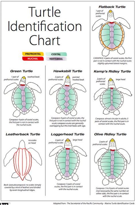 sea turtles identification chart | Turtle facts, Turtle, Sea turtle