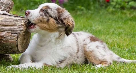 Red Merle Australian Shepherd - The Truth About the Cute Color