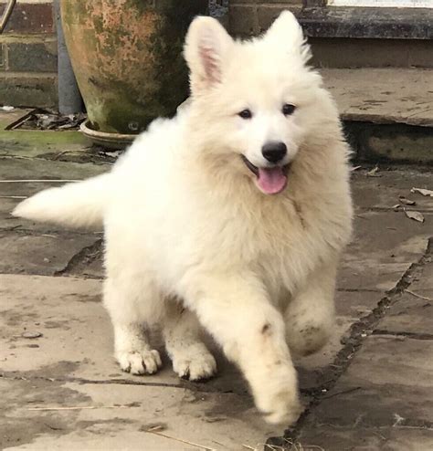 White German Shepherd puppies | in Ashford, Kent | Gumtree