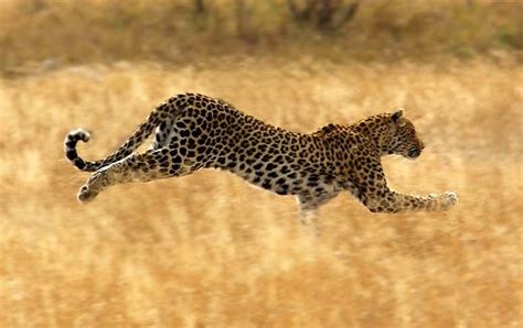 Leopard running | Run just Run, Run Run | Pinterest | Leopards ...