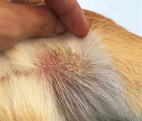 What Causes Crusty Scabs On Dogs