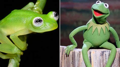 Real-Life Kermit the Frog: New Glass Frog Species Discovered in Costa Rica - ABC News