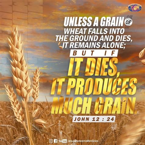 Unless a grain of wheat falls into the ground and dies, it remains alone; but if it dies, it ...