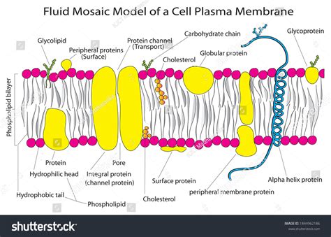 Fluid Mosaic Model Cell Plasma Membrane Stock Vector (Royalty Free ...