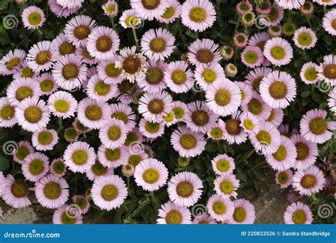 A Flowering Sea Breeze Plant, Erigeron Glaucus, Growing from a Coastal ...