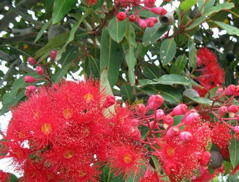 Corymbia ficifolia | Wholesale Nursery - Nurseries in Melbourne, Sydney & Brisbane | Plantmark