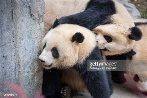 Pandas Playing Photos and Premium High Res Pictures - Getty Images