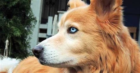 Golden Retriever Husky Mix – Meet the Beloved Goberian - My Dog's Name