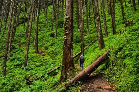 Hiking and trekking trails in Chakrata