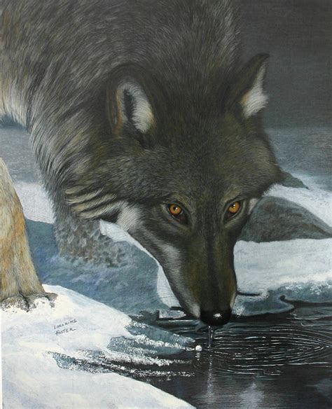 Winter Wolf Drawing by Lorraine Foster - Fine Art America