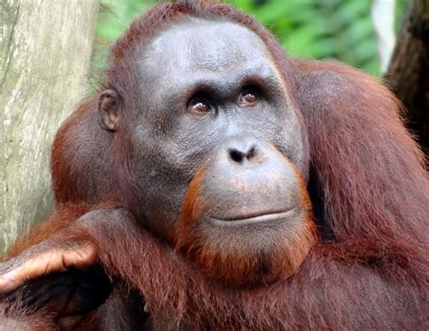 File:Portrait of an Orangutan 2012.JPG - Wikipedia