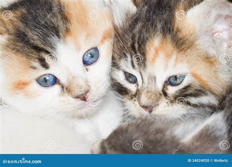 Kitten eyes stock photo. Image of eyes, love, color, glance - 34024020