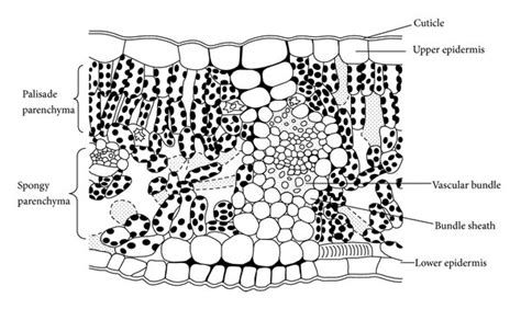 Typical anatomy of a leaf structure. A leaf contains a waxy cuticle, an ...