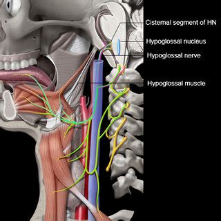 Lateral graphic depicting entire course of the hypoglossal nerve (HN)... | Download Scientific ...