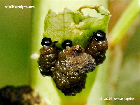 The Lily Beetle, Red Lily Beetle or Scarlet Lily Beetle (Liloceris lilii) | Wildlife Insight