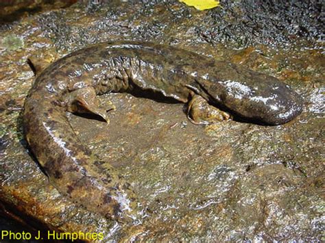 Species of the Month: Hellbender Salamander (7/5/2011)