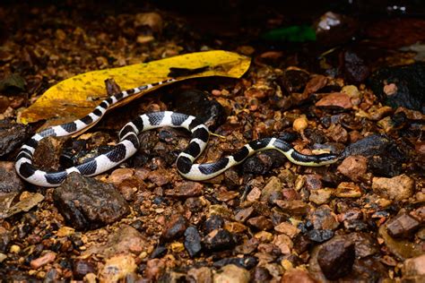 Arrow-vented krait (Bungarus sagittatus)