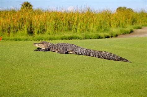 Explore Gulf State Park: Family Fun in Alabama Beaches