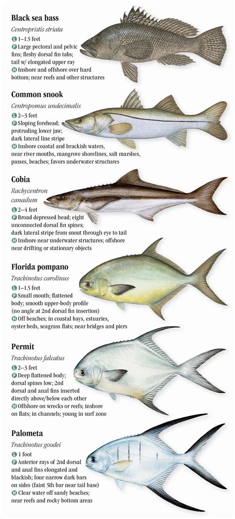 Saltwater Fishes of Florida: Southern Gulf of Mexico – Quick Reference ...