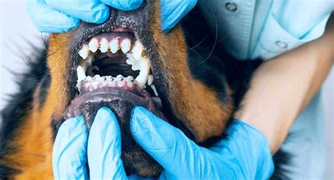 Dog Braces: What to Know if Your Dog Needs Them - Can My Dog