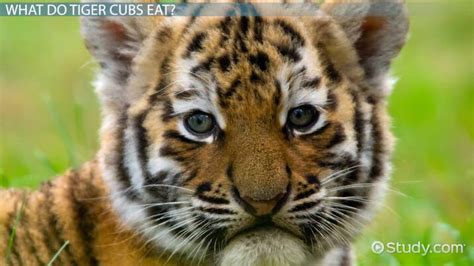 Tiger Cub Facts: Lesson for Kids - Lesson | Study.com