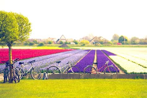 Bike and Barge in The Netherlands for Tulip Season | Sojourn