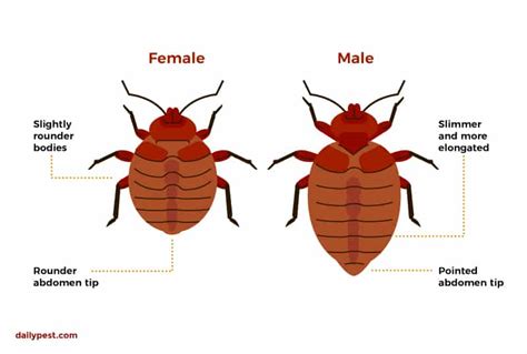 Bed Bugs: What Are Bed Bugs? | dailypest.com