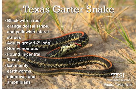 Snake of the Day: Texas Garter Snake – TXSI